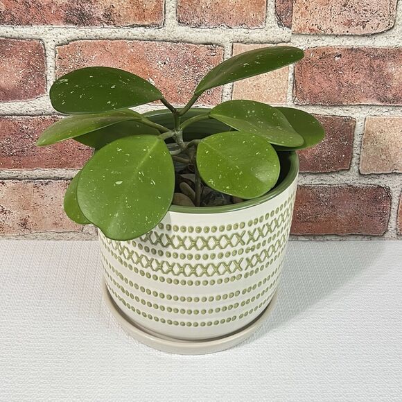 Border Concepts XOXO Ceramic Planter Multi 6”Drainage Hole Saucer Flower Pot - Picture 1 of 11